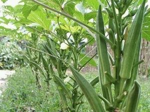 黃秋葵提取物