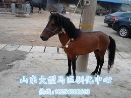 襄樊市什么地方有卖马的