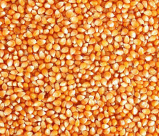 亞衛飼料廠 大量收購玉米 大麥 魚粉