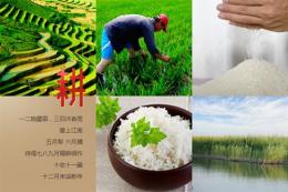 天下稻王品牌招商天碱米项目代理高端大米