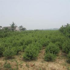 泰安白皮松小苗 自产自销白皮松小苗 聚信