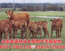 广西玉林300斤的西门塔尔牛犊多少钱
