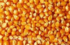 崇州声誉酒厂采购高粱玉米小麦碎米