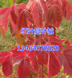 東北遼寧鐵嶺直銷 紅葉復葉槭小苗 接穗