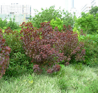 北方花灌木黃櫨 定州園林公司黃櫨