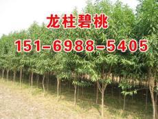山东曼地亚红豆杉 曼地亚红豆杉价格 聚信