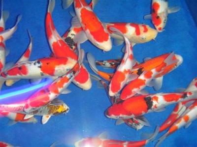 無毒無溶劑環保魚池漆 利鼎