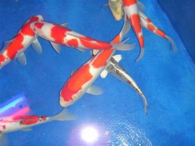 無毒無溶劑環保魚池漆 利鼎