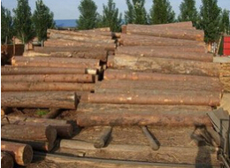 汉中城固哪里有松木杉木木材出售