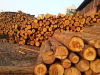 陕西汉中哪里有木材公司可以大量外发