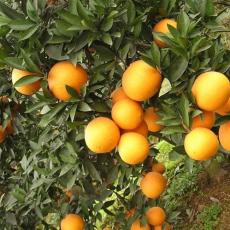 2014年湖南特产麻阳冰糖橙新鲜水果