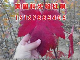 美国红枫树苗 山东美国红枫树苗 富华红枫