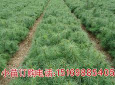 陕西白皮松小苗 白皮松小苗价格 聚信苗木