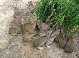 杂交野兔 杂交野兔养殖场 杂交野兔价格