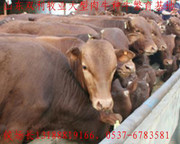 广西贵港肉牛犊价格最低在哪里