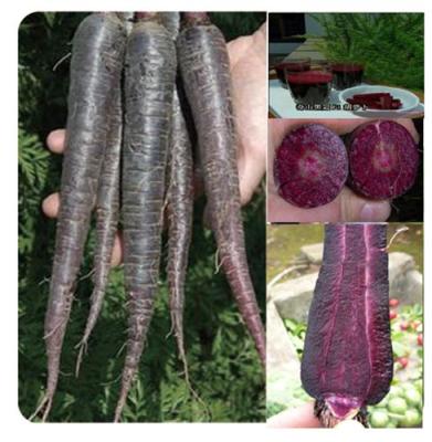 紫色胡萝卜种子 新型紫萝卜种子