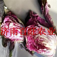 销售新研发韩国进口组宝贝紫色白菜种子