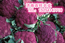 销售紫色花菜种子 紫色 保健型紫花椰菜