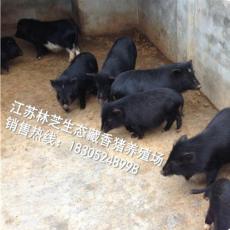 藏香猪种猪价格