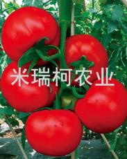 种子批发/番茄种子/台湾番茄/樱桃番茄