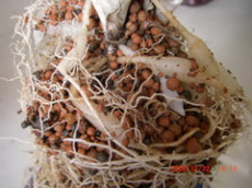 營養土-新型養花無土栽培基質 根部圖