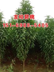 山东龙柱碧桃小苗批发 泰安聚信苗木基地