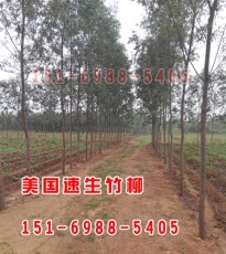 泰安青皮直柳 泰安青皮直柳价格 聚信苗木