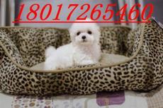 上海哪里有買賣最純種熊貓色的貴婦犬狗