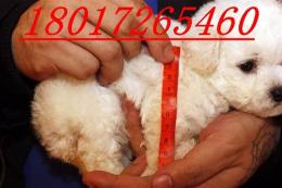 上海哪里有買賣最純種深灰色的貴婦犬狗