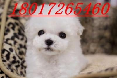 上海哪里有買賣最純種奶油色的貴婦犬狗