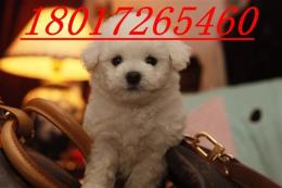 上海哪里有買賣最純種韓國進(jìn)口的貴婦犬狗