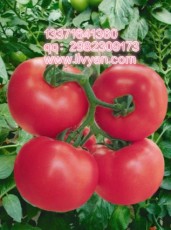 粉果番茄种子/早春番茄种子/耐寒番茄种子