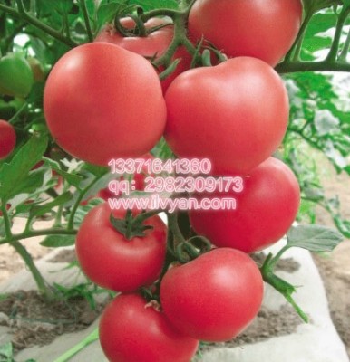 硬果番茄种子 硬粉番茄种子 抗病番茄种子