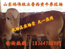 芜湖最新育肥牛价格
