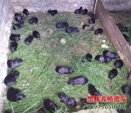 农村适合养殖的小动物湖南黑豚养殖效益种豚