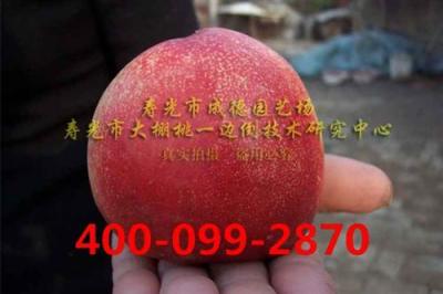 特大早熟甜油桃 08-1