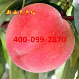 新西蘭早紅