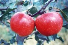 红富士苹果苗 苹果树苗 哪里有卖苹果苗的