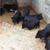 藏香猪养殖成本