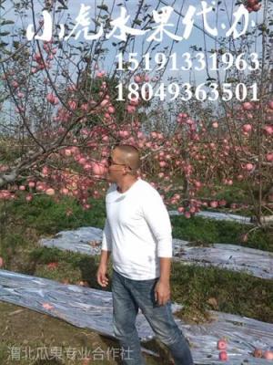 陜西膜袋蘋果產(chǎn)地價(jià)格紙袋紅富士蘋果價(jià)格