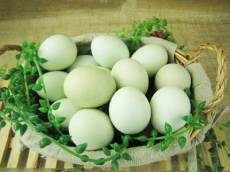 土鸡蛋养殖方法 土鸡蛋多少钱一个