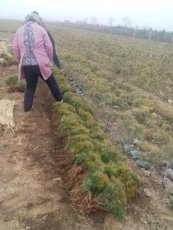 泰安白皮松2年苗 白皮松小苗价格聚信苗木