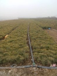 50公分油松 50公分油松价格 泰安聚信苗木