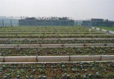 南通屋顶蔬菜种植专业打包全程服务