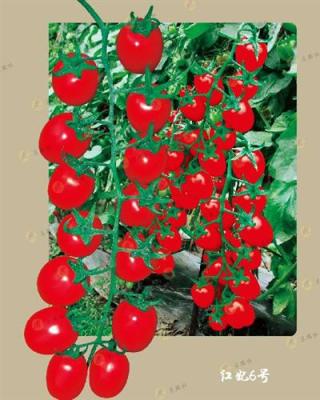 北京米瑞柯高产进口番茄种子批发