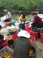 陜西豐園紅杏杏子基地價格