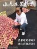 陕西红富士苹果苹果产地批发价格