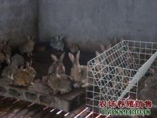 湖北江西贵州农村项目种兔繁育合作联养野兔