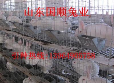 今年兔子價(jià)格行情