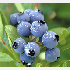 蓝莓果粉